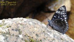 Dichorragia nesimachus