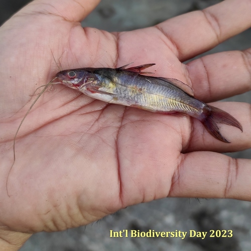 Darkhead catfish (Mystus nigriceps) — Bagridae