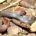 Cyclocorus nuchalis - Photo (c) jeffweinell, alguns direitos reservados (CC BY-NC), uploaded by jeffweinell
