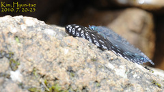 Dichorragia nesimachus