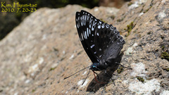 Dichorragia nesimachus