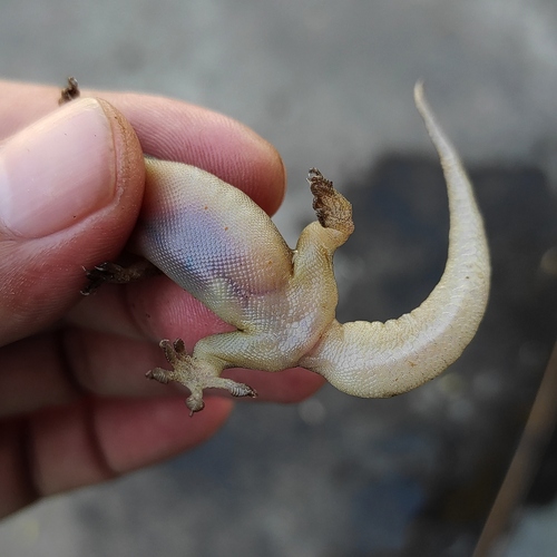 Common Four-clawed Gecko
