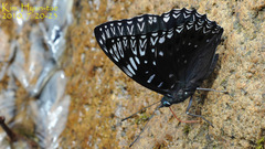 Dichorragia nesimachus