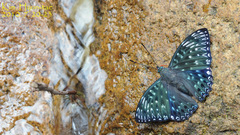 Dichorragia nesimachus