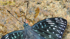 Dichorragia nesimachus