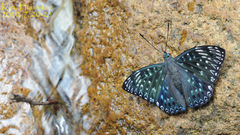 Dichorragia nesimachus