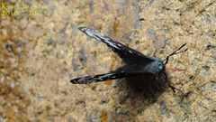Dichorragia nesimachus