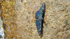 Dichorragia nesimachus