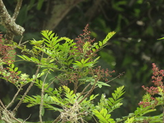 Zanthoxylum rhoifolium