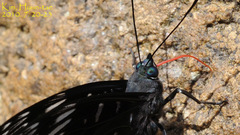 Dichorragia nesimachus