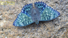 Dichorragia nesimachus