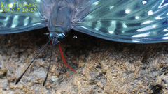 Dichorragia nesimachus