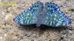 Dichorragia nesimachus