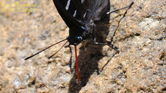 Dichorragia nesimachus