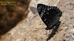 Dichorragia nesimachus