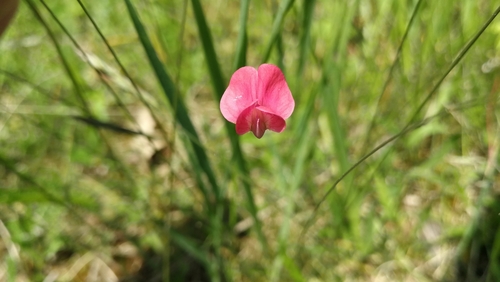 hrachor trávolistý (Lathyrus nissolia)