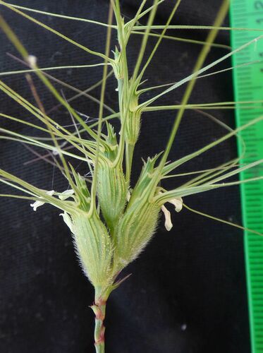 Column Goatgrass (Aegilops columnaris)