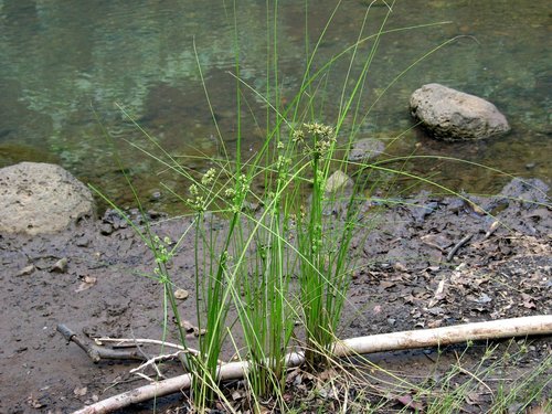 Cyperus trachysanthos