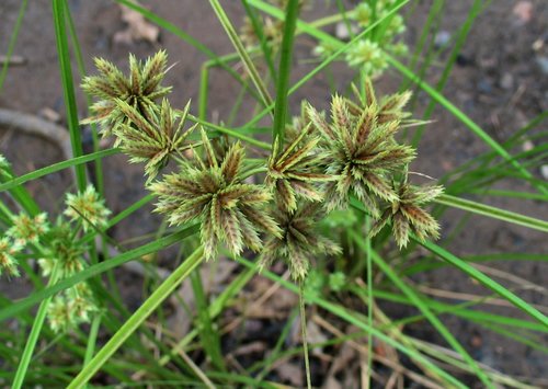 Cyperus trachysanthos