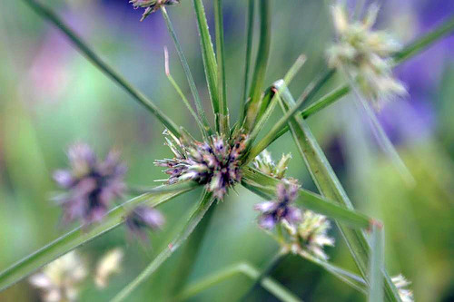 Cyperus trachysanthos