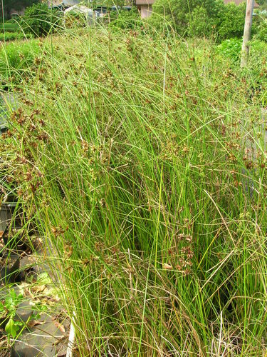Cyperus trachysanthos
