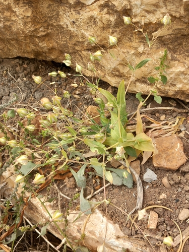 Cow soapwort (Vaccaria hispanica)