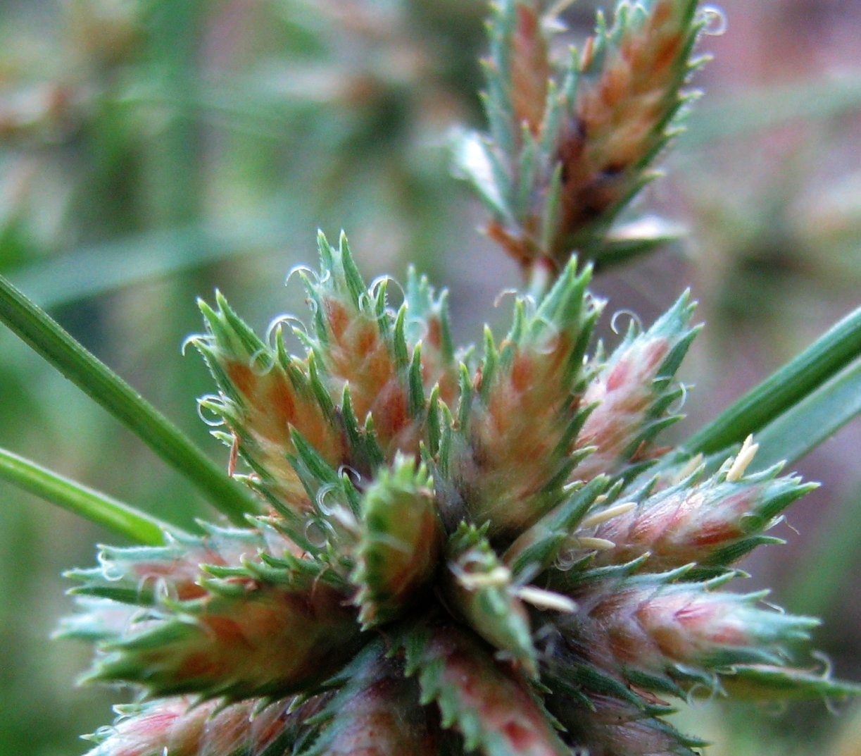 Cyperus trachysanthos