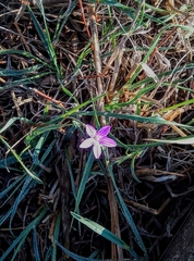 Dianthus strictus