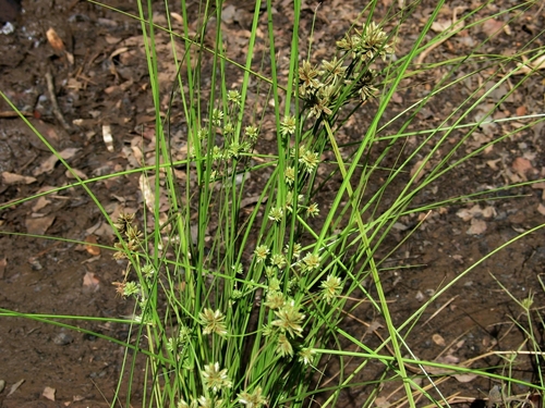 Cyperus trachysanthos