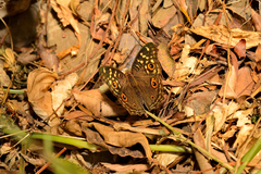 Junonia lemonias aenaria