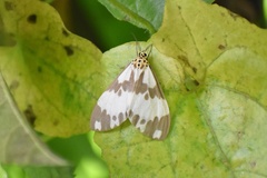 Nyctemera carissima