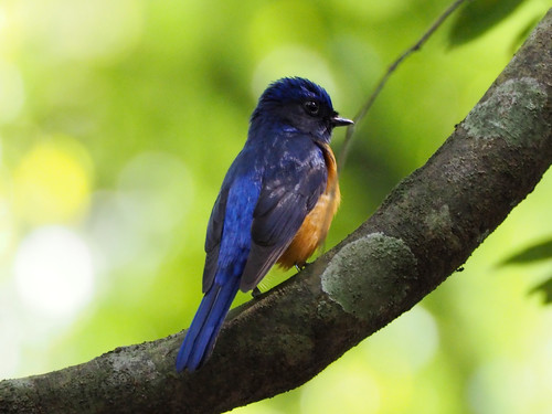 Taiwan Vivid Niltava (Niltava vivida), photo 9