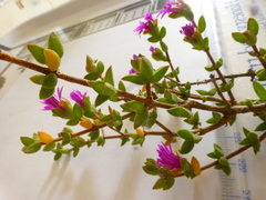 Drosanthemum parvifolium