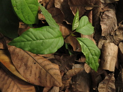 Trichostigma octandrum