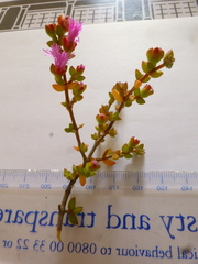 Drosanthemum parvifolium