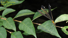 Calopteryx japonica
