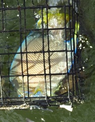 Holacanthus bermudensis