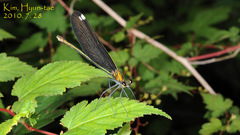 Calopteryx japonica