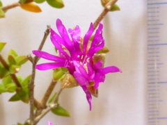 Drosanthemum parvifolium