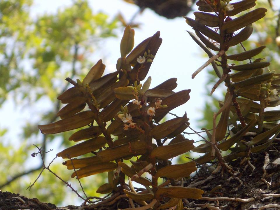 Calyptrochilum christyanum