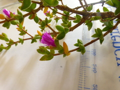 Drosanthemum parvifolium