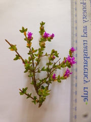 Drosanthemum parvifolium