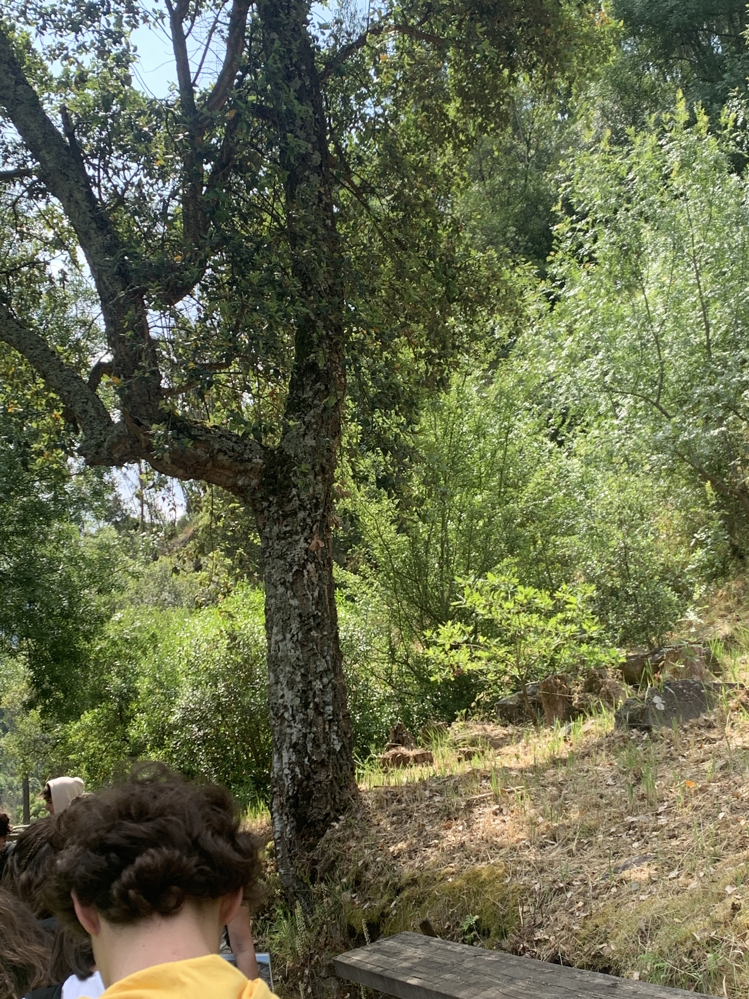 Quercus suber