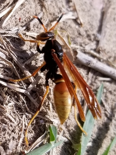 Comanche Paper Wasp