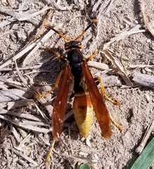 Polistes comanchus comanchus