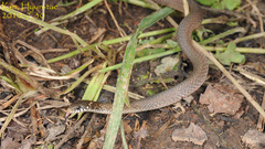 Hebius vibakari