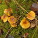 Hygrophoropsis aurantiaca macrospora - Photo (c) Иван Матершев, algunos derechos reservados (CC BY-NC), subido por Иван Матершев