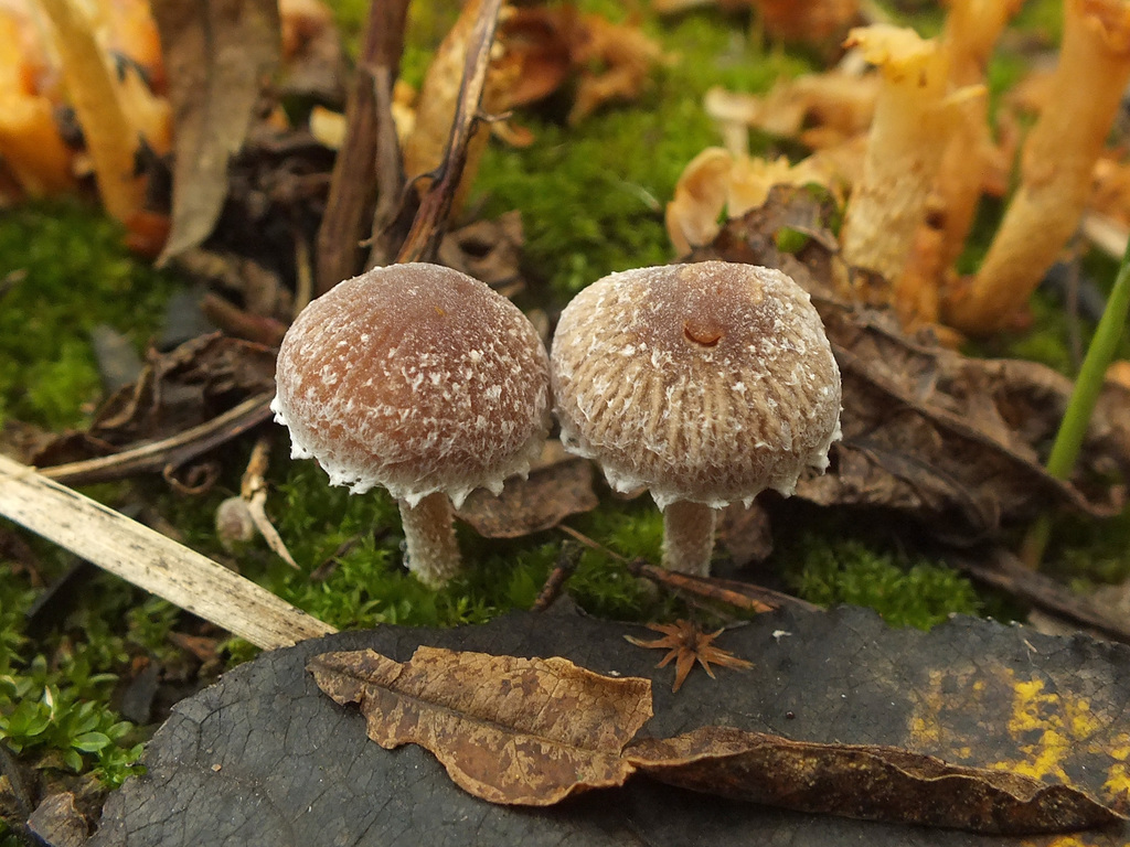 Psathyrella olympiana