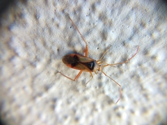 Pseudomegacoelum beckeri