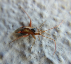 Pseudomegacoelum beckeri